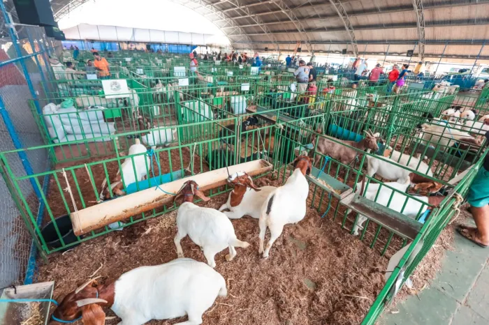 Foto: Reprodução/Prefeitura de Petrolina - PE