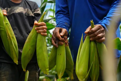 Foto: Reprodução/Prefeitura de Porto Velho - RO