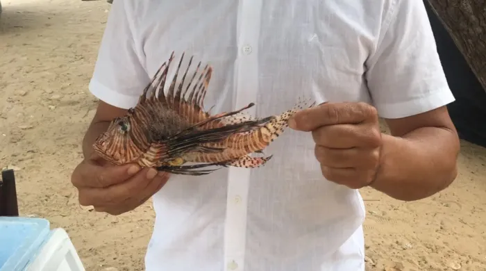 Prefeitura alerta banhistas sobre perigos da espécie marinha peixe-leão nas praias do município