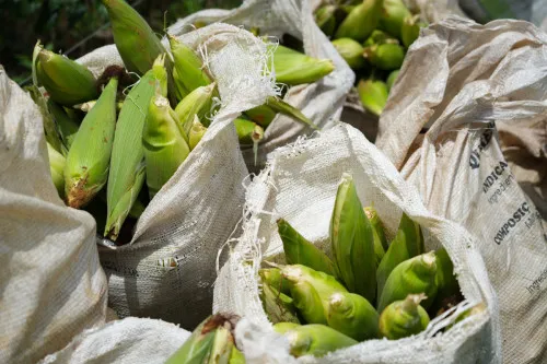 Foto: Reprodução/Prefeitura de Porto Velho - RO