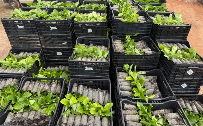 O Programa Plante Mais proporciona maior uniformidade das plantas, precocidade produtiva e potencial de qualidade superior