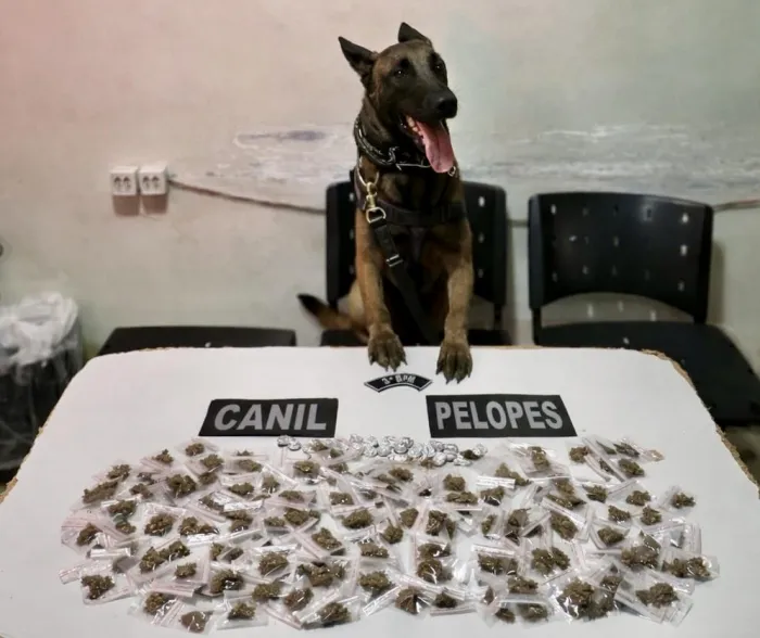 Crimes foram cometidos no sertão e agreste - 