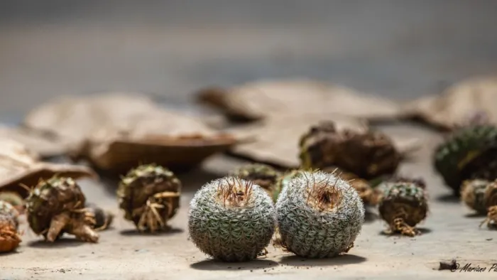 Jardim Botânico recebe cactos nativos do RS apreendidos em operação contra biopirataria