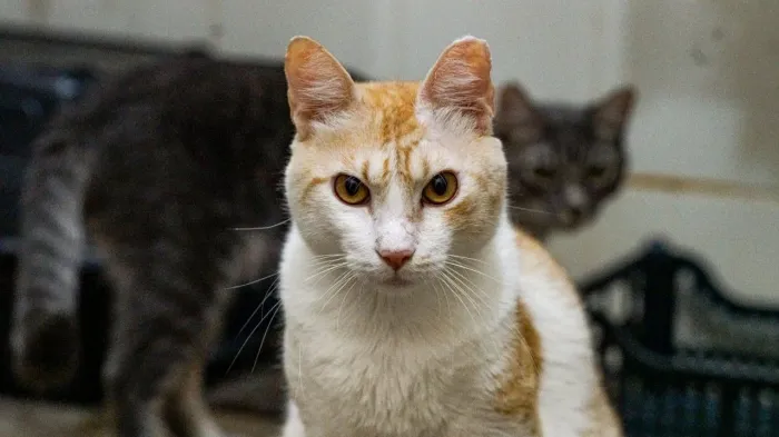 Setor de pets é tema de Ação de Empregabilidade nesta quinta-feira