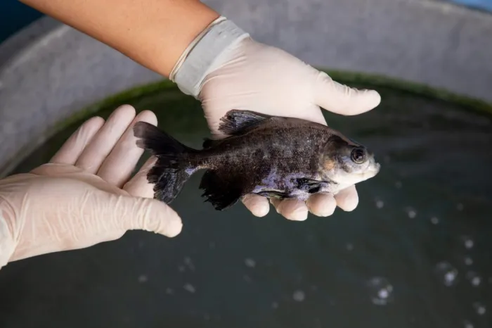 Foto: Reprodução/Agência Amazonas