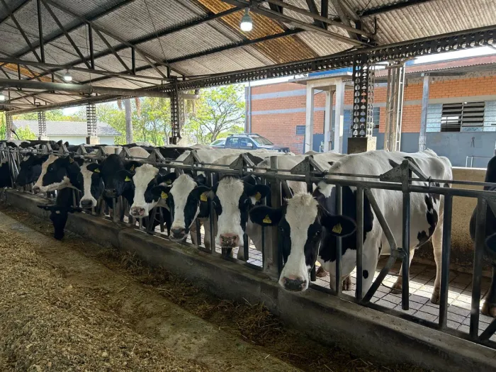 Mais de R$ 4,5 milhões são movimentados no 1º dia de operações do Pronampe Leite Custeio de SC