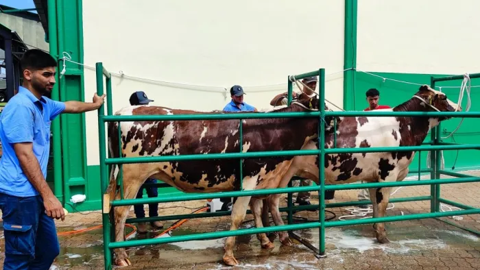 Governo do Estado recepciona e examina primeiros animais que participarão da Expodireto Cotrijal