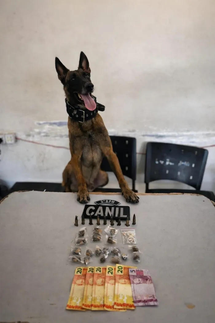 Cão farejador auxiliou na procura por drogas - Ascom PM-AL