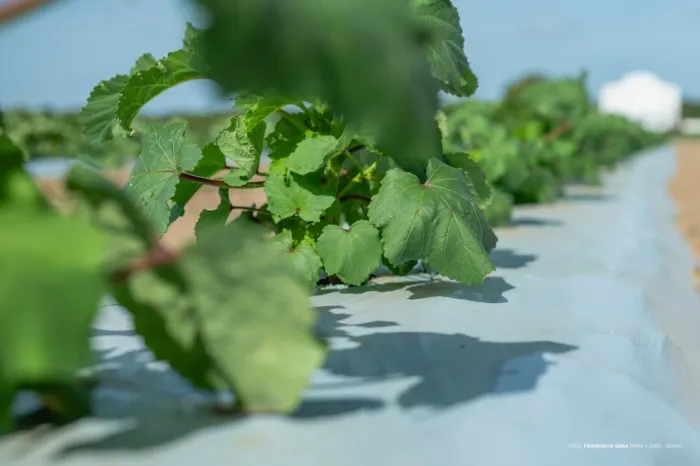 No CDT, preparação de canteiros avança para o Dia de Campo em Hortifrúti