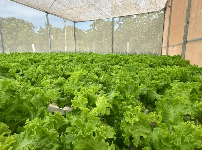 Projeto de aquaponia começa a gerar renda em assentamento de Cuiabá