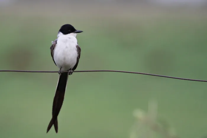 COP15: cerca de 20% das aves registradas em Campo Grande são migratórias