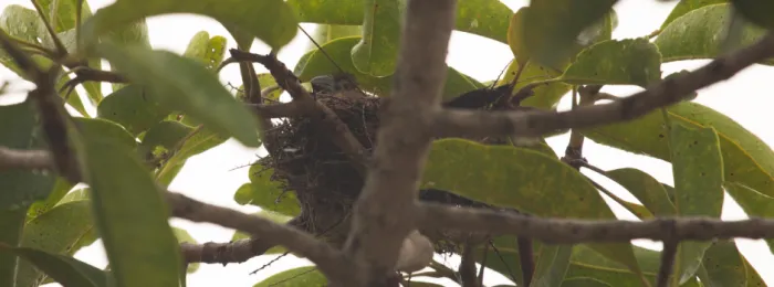 Reprodução de bicudo na natureza marca avanço na conservação da ave em Minas Gerais