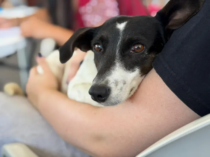 AVISO DE PAUTA: Rancho Queimado impulsiona política de bem-estar animal com recursos do Pet Levado a Sério