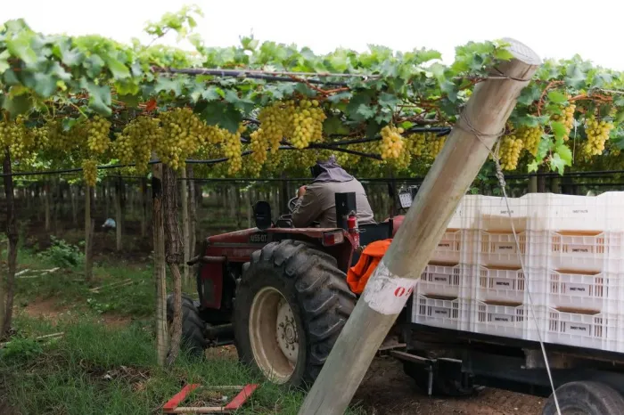 Foto: Reprodução/Prefeitura de Petrolina - PE