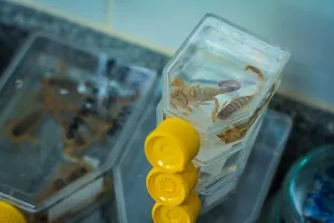 Visita técnica reforça vigilância de acidentes por animais peçonhentos em Jaru e Ouro Preto do Oeste