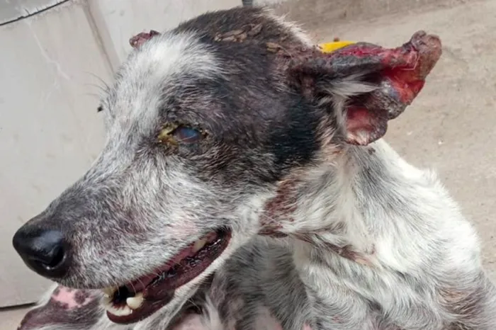 Foto: Reprodução/Prefeitura de Feira de Santana - BA