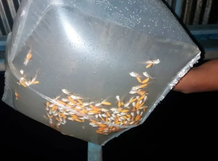 Foto: Reprodução/Agência Amazonas