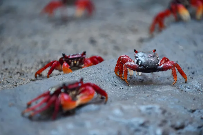 Foto: Denis Ferreira Netto/SEDEST