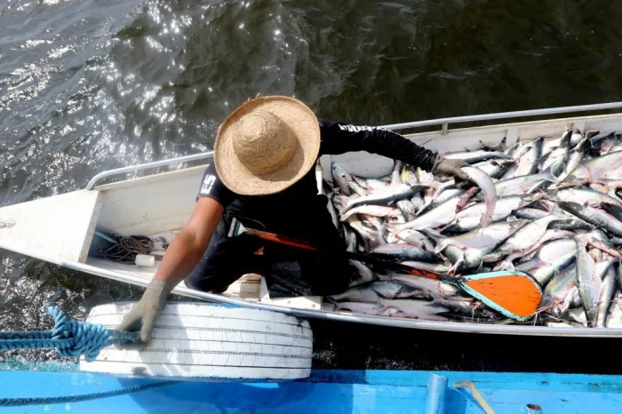 Ipaam acompanhará início da pesca ordenada do mapará nesta segunda-feira, em Careiro da Várzea