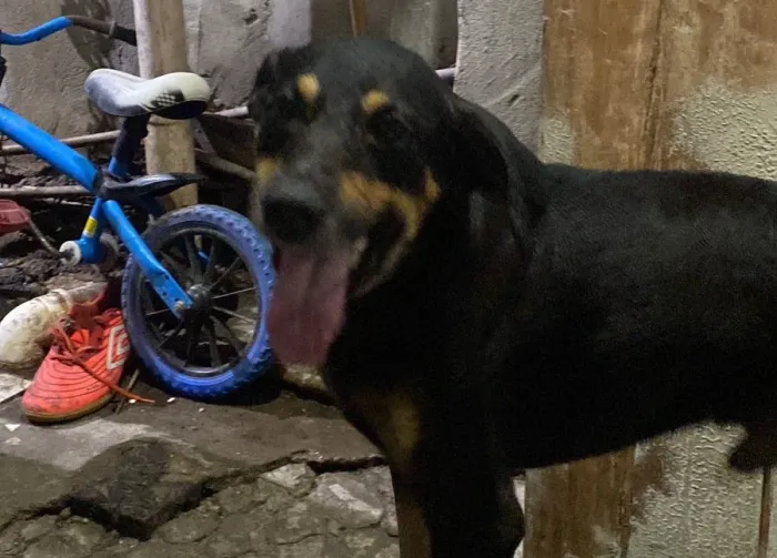 Duas famílias disputam adoção de cão após resgate pela Prefeitura