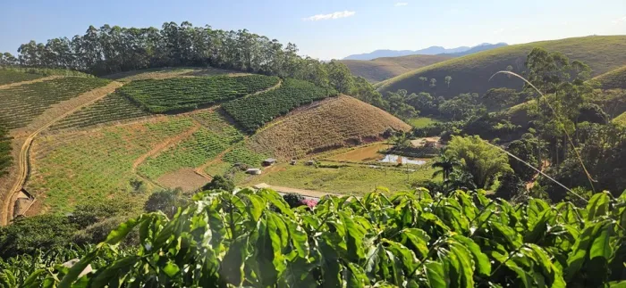 Clones de café impulsionam produtividade e sustentabilidade da cafeicultura capixaba
