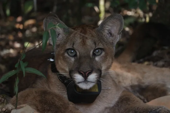 Fauna terrestre e aquática ampliam dados no Painel de Indicadores do Sisema
