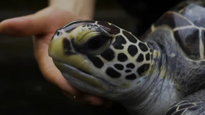 TVE exibe o documentário ‘Onde Estão As Tartarugas Marinhas?'