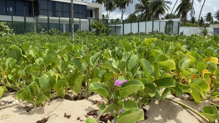 Palestra Licenciamento Ambiental: A Restinga e a Regularização de Imóveis será na sexta-feira (20) - Divulgação