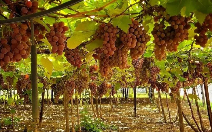 Seminário oferece orientação para estruturar o turismo rural em Araçatuba