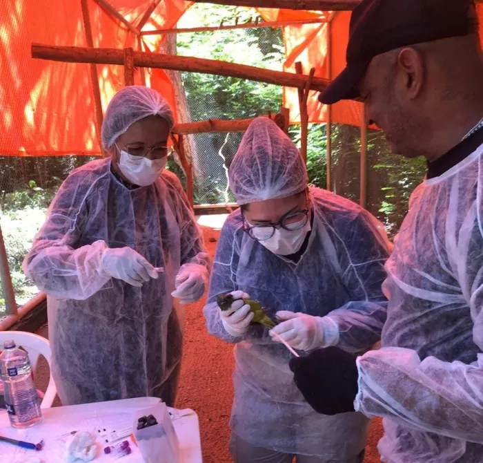 Semarh realiza exames para garantir solturas seguras de animais silvestres no Piauí