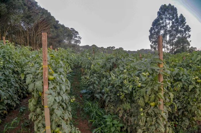 Foto: Gilson Abreu/Arquivo AEN