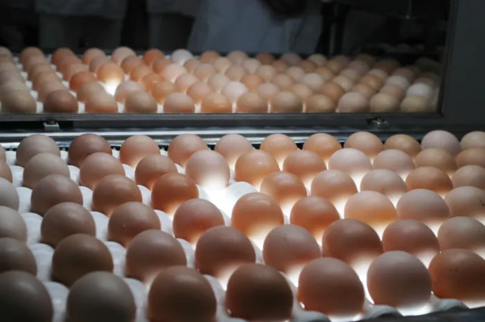 Exportações de ovos crescem 15% e fortalecem a diversificação de produtos mineiros embarcados