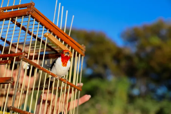 Foto: Matheus Lemos/Inema|Sema