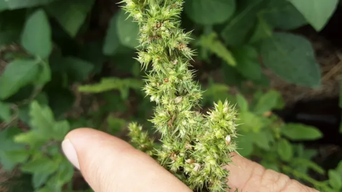 Cidasc identifica foco de caruru-gigante em SC, inicia medidas de contenção e reforça alerta fitossanitário