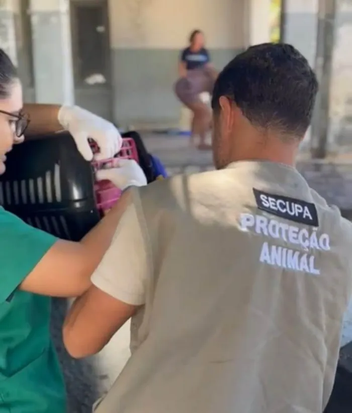 Equipe da Secupa resgata gatos em situação de abandono no bairro de Tambiá