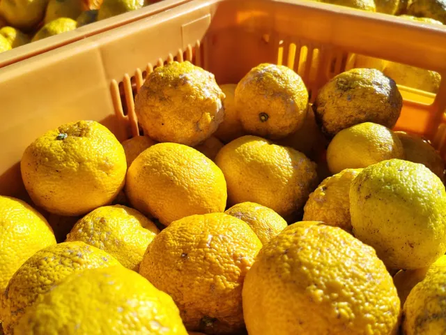 Epagri inicia estudo para a produção comercial do limão japonês em Santa Catarina