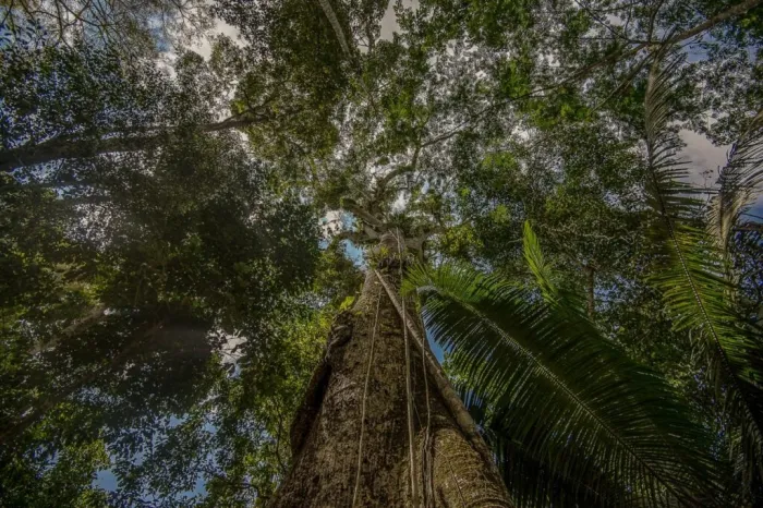 Foto: Reprodução/Secom Acre