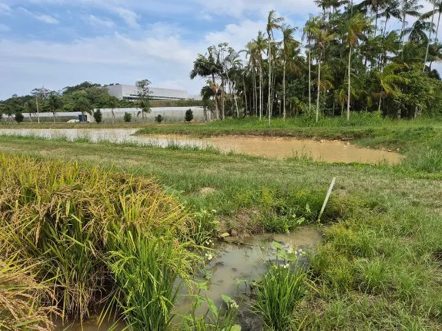 No Dia Mundial da Água, projeto da Epagri em Itajaí mostra caminhos para a autossuficiência hídrica na lavoura de arroz