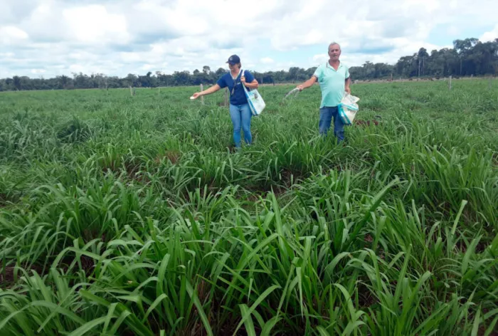 Produção de forragem de qualidade e redução dos custos com ração e medicamentos
