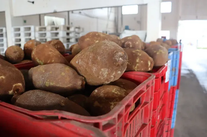 Foto: Foto: Lucas Maciel / Ascom Semas