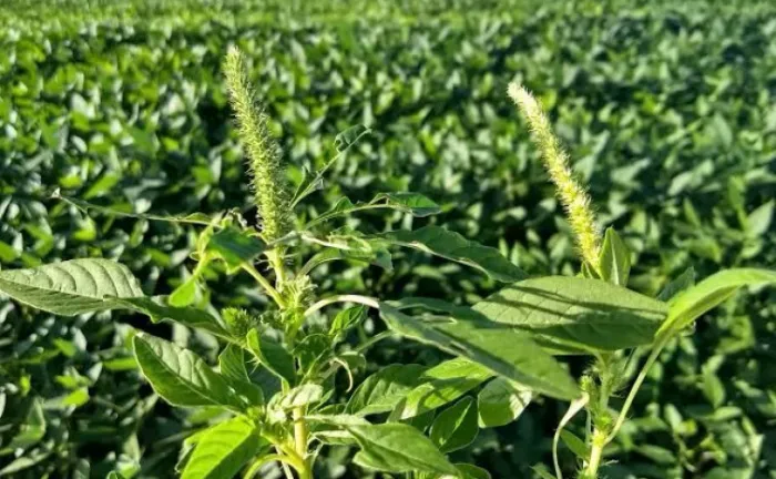 Imagem da praga em Mato Grosso do Sul - Foto: Seab/Adapar
