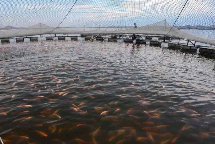 Governo de SP estabelece medidas sanitárias para proteger a tilapicultura contra risco de vírus letal