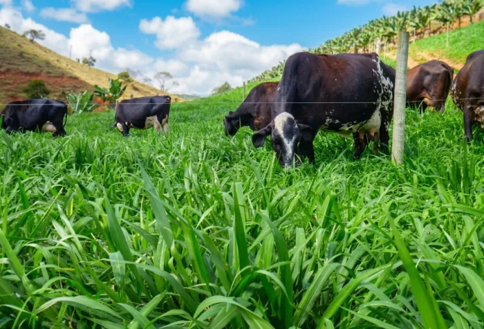 TecLeite ES vai apresentar soluções para produzir mais leite com menor custo