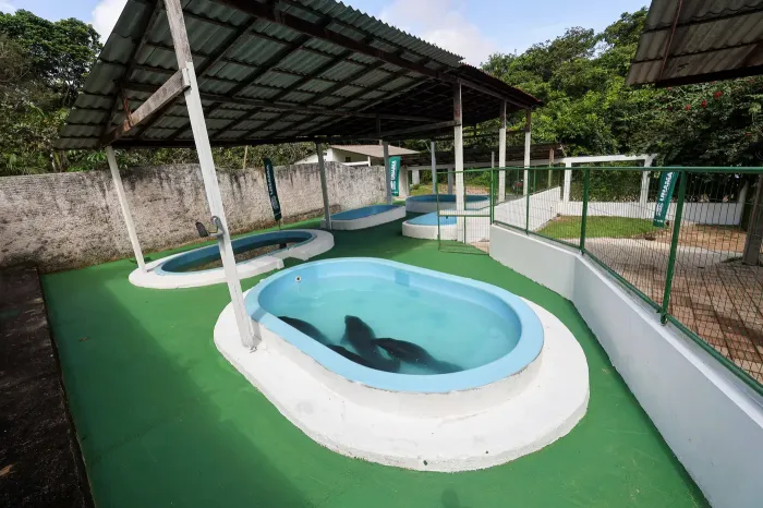 Foto: Marco Santos / Ag. Pará