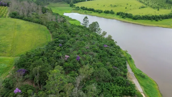 Programa Refloresta-SP conclui a restauração de 17,5 hectares em Mogi das Cruzes