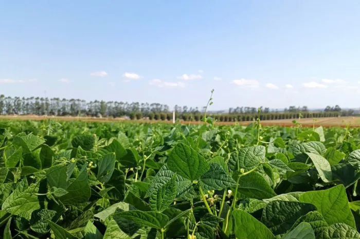 Foto: Reprodução/Secom Paraná