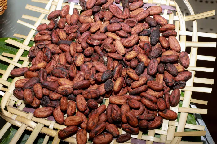 Foto: Alex Ribeiro _ Ag. Pará