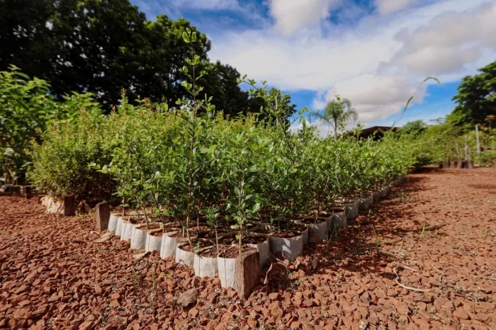 Campo Grande apresenta ações ambientais em painel da COP15 