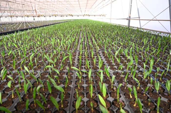 Divulgação Acelen Renováveis