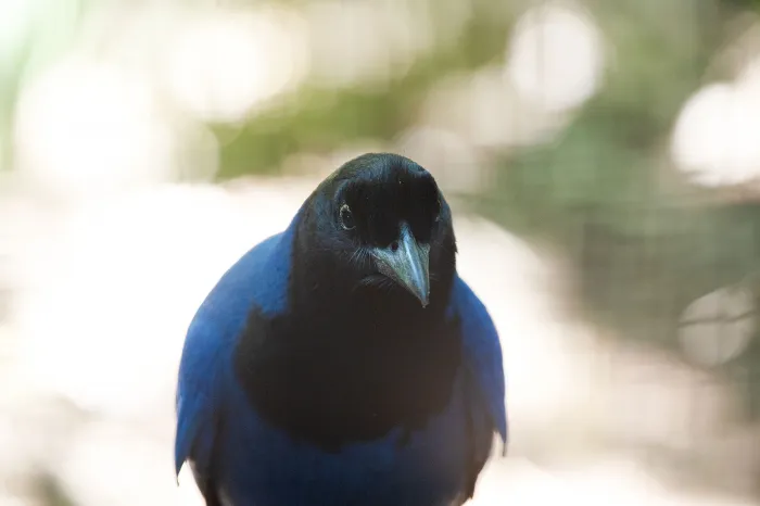 Foto: Denis Ferreira Netto/SEDEST